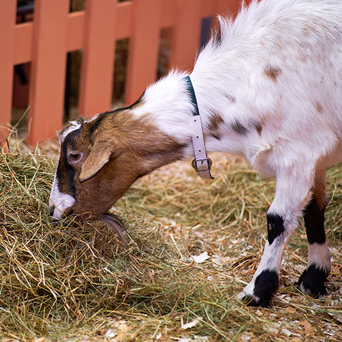 listeriosis-in-goats
